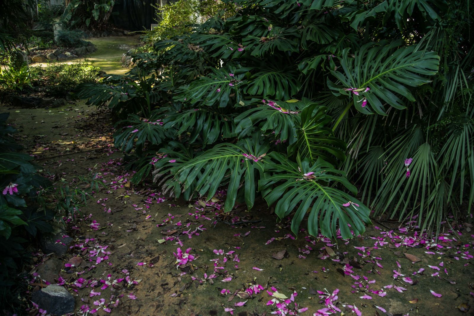 Jardim Botânico Tropical, 2021. Fotos: © Rui Sérgio Afonso