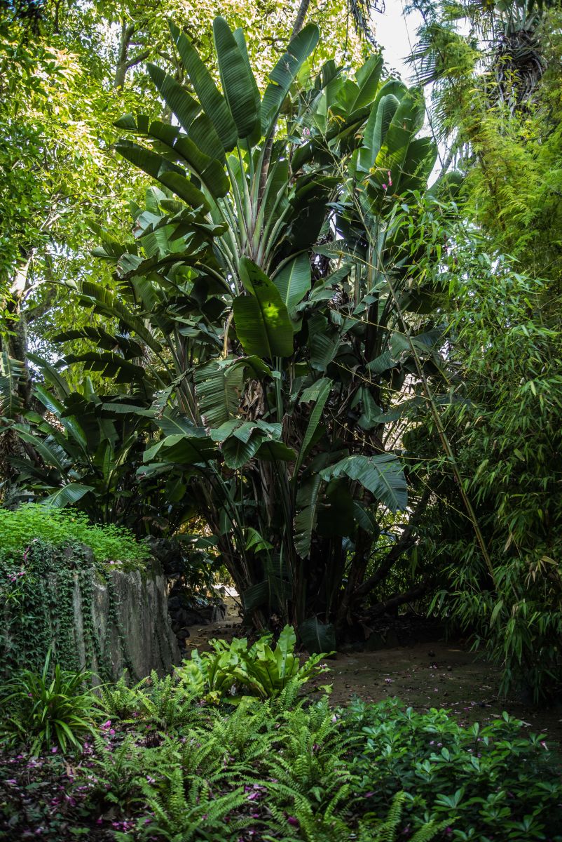 Jardim Botânico Tropical, 2021. Fotos: © Rui Sérgio Afonso