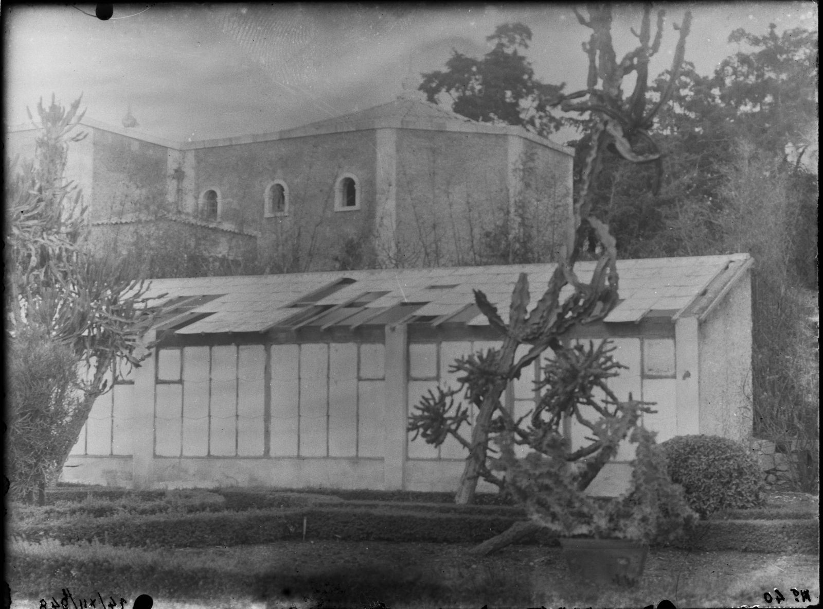 Aspeto da Estufa dos Anjinhos após o vendaval de 13-12-1948. Foto: Abel Pereira da Silva, 1948. IICT Photography Collection, INV. ULISBOA-IICT-JBT-25950