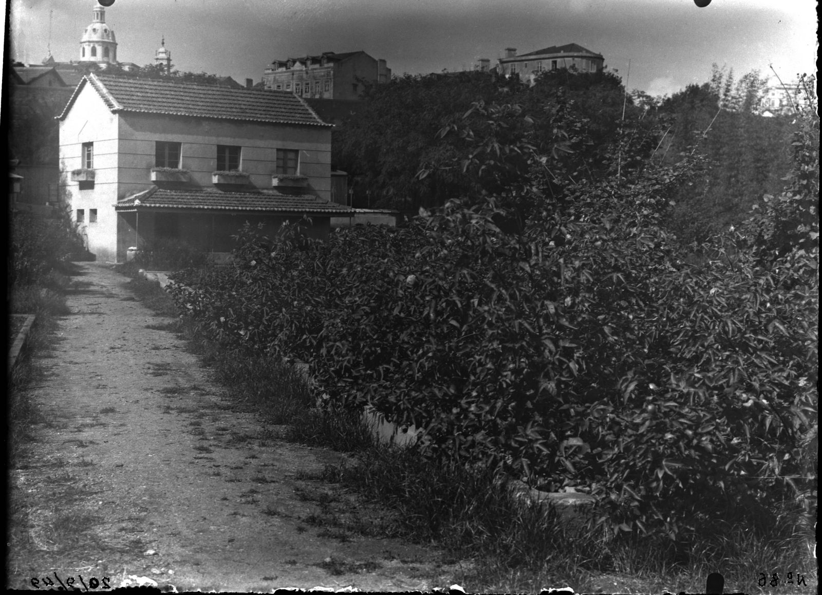 Aspeto parcial da plantação de algodão no campo de culturas. Foto: © Abel Pereira da Silva, 1949. IICT Photography Collection, INV. ULISBOA-IICT-JBT-25991